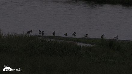 Kodiak Alaska Brown Bears Live Webcam - Aug 14, 2026, 6:22am AKDT