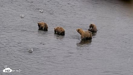 Kodiak Alaska Brown Bears Live Webcam - Aug 7, 2026, 3:32pm AKDT