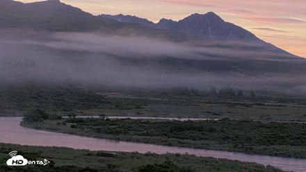 Kodiak Alaska Brown Bears Live Webcam - Aug 24, 2026, 7:02am AKDT