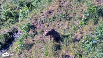 Kodiak Alaska Brown Bears Live Webcam - Jul 30, 2026, 9:13am AKDT