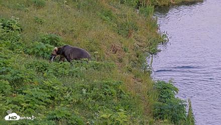 Kodiak Alaska Brown Bears Live Webcam - Jul 28, 2026, 9:52pm AKDT