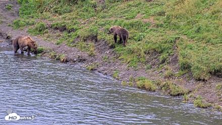 Kodiak Alaska Brown Bears Live Webcam - Aug 20, 2026, 7:25pm AKDT