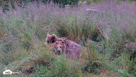 Kodiak Alaska Brown Bears Live Webcam - Aug 7, 2026, 7:58am AKDT