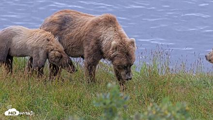 Kodiak Alaska Brown Bears Live Webcam - Aug 2, 2026, 11:06am AKDT