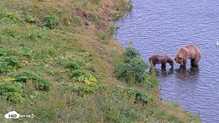 Kodiak Alaska Brown Bears Live Webcam - Aug 10, 2026, 5:22pm AKDT
