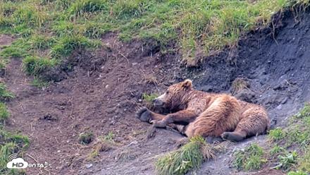 Kodiak Alaska Brown Bears Live Webcam - Aug 9, 2026, 12:18pm AKDT