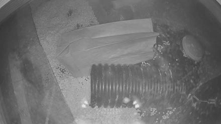 US Fish & Wildlife Black-Footed Ferret Live Cam - Nov 24, 2025, 5:00pm MST