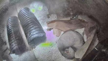 US Fish & Wildlife Black-Footed Ferret Live Cam - Nov 6, 2025, 6:14pm MST