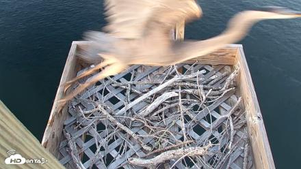 Bay Point Marina Ospreys - Apr 23, 2026, 7:13pm CDT