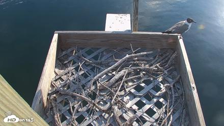 Bay Point Marina Ospreys - Jun 11, 2026, 7:57am CDT