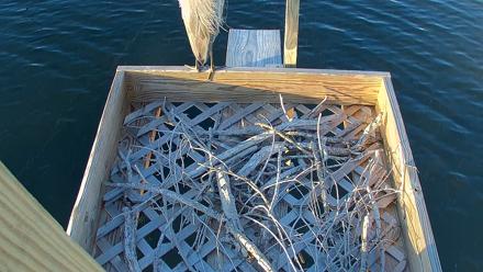 Bay Point Marina Ospreys - May 23, 2025, 6:52pm CDT