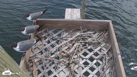 Bay Point Marina Ospreys - Jun 25, 2026, 10:10am CDT