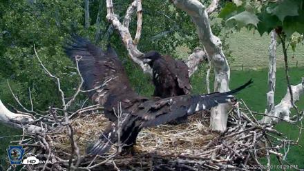 PA Farm Country Eagles Live Cams - May 22, 2026, 1:05pm EDT
