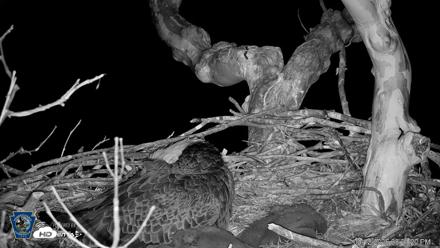 PA Farm Country Eagles Live Cams - Apr 12, 2026, 8:22pm EDT
