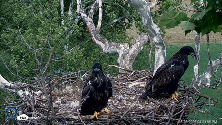 PA Farm Country Eagles Live Cams - May 26, 2026, 4:35pm EDT