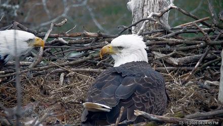 PA Farm Country Eagles Live Cams - Mar 15, 2026, 4:25pm EDT
