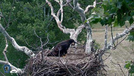 PA Farm Country Eagles Live Cams - Jun 8, 2026, 12:55pm EDT
