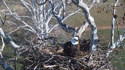 PA Farm Country Eagles Live Cams - Jan 11, 2026, 1:18pm EST