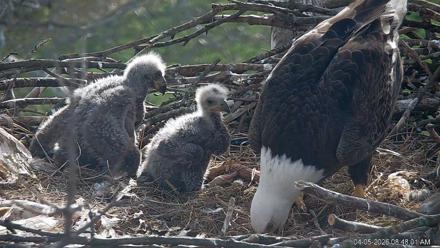 PA Farm Country Eagles Live Cams - Apr 5, 2026, 8:48am EDT