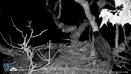 PA Farm Country Eagles Live Cams - May 27, 2026, 4:50am EDT