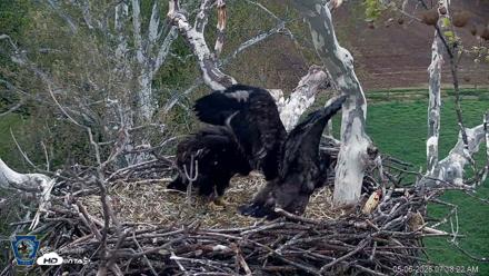 PA Farm Country Eagles Live Cams - May 6, 2026, 7:19am EDT