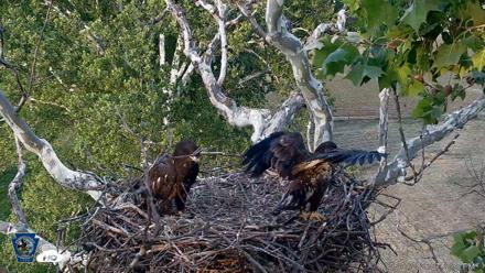 PA Farm Country Eagles Live Cams - Jun 1, 2026, 7:53pm EDT