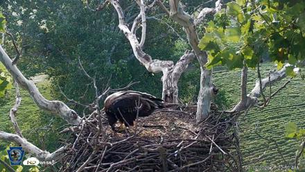 PA Farm Country Eagles Live Cams - Jul 19, 2026, 7:23am EDT