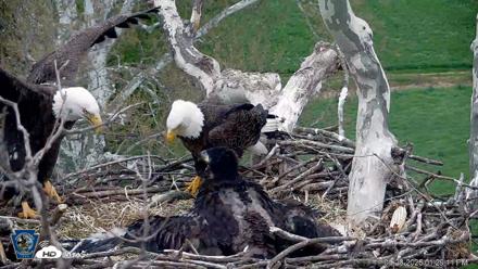 PA Farm Country Eagles Live Cams - Apr 28, 2026, 1:31pm EDT