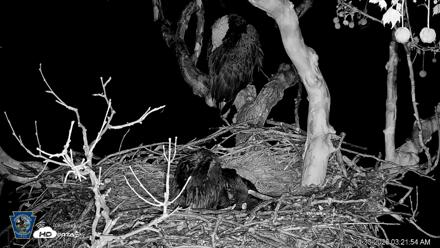 PA Farm Country Eagles Live Cams - Apr 30, 2026, 3:23am EDT
