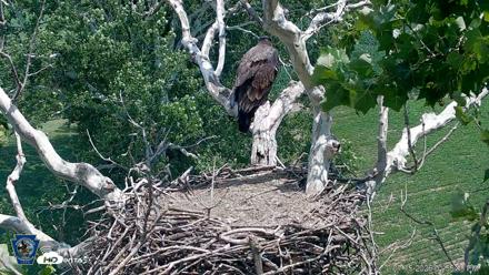 PA Farm Country Eagles Live Cams - Jul 15, 2026, 1:59pm EDT