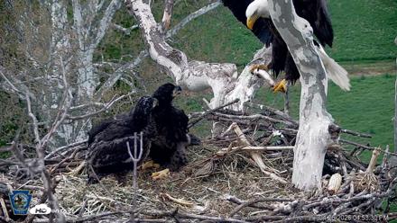 PA Farm Country Eagles Live Cams - Apr 26, 2026, 4:55pm EDT