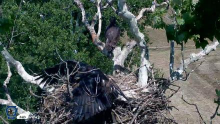 PA Farm Country Eagles Live Cams - Jun 4, 2026, 3:34pm EDT