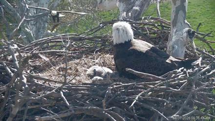 PA Farm Country Eagles Live Cams - Apr 7, 2026, 9:40am EDT