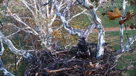 PA Farm Country Eagles Live Cams - Nov 11, 2025, 3:01pm EST