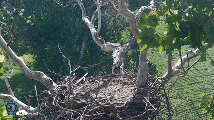 PA Farm Country Eagles Live Cams - Jul 25, 2026, 9:32am EDT