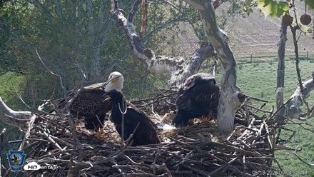 PA Farm Country Eagles Live Cams - May 10, 2026, 9:05am EDT