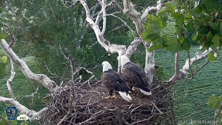 PA Farm Country Eagles Live Cams - Jul 23, 2026, 5:54am EDT