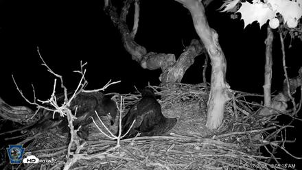 PA Farm Country Eagles Live Cams - May 17, 2026, 12:06am EDT