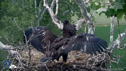 PA Farm Country Eagles Live Cams - May 22, 2026, 3:53pm EDT