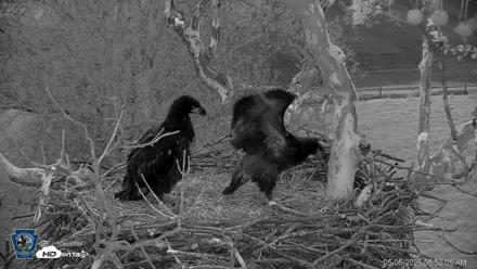 PA Farm Country Eagles Live Cams - May 6, 2026, 5:52am EDT