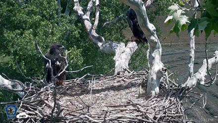 PA Farm Country Eagles Live Cams - Jun 1, 2026, 1:35pm EDT
