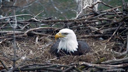 PA Farm Country Eagles Live Cams - Mar 11, 2026, 12:05pm EDT