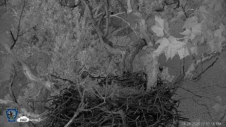 PA Farm Country Eagles Live Cams - Aug 28, 2026, 7:54pm EDT
