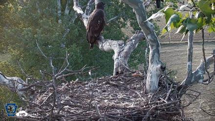 PA Farm Country Eagles Live Cams - Jun 3, 2026, 6:06am EDT