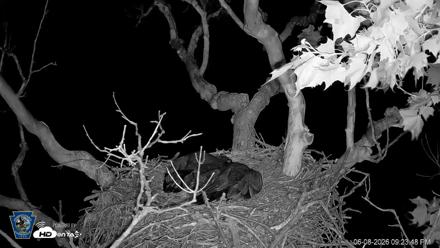 PA Farm Country Eagles Live Cams - Jun 8, 2026, 9:25pm EDT