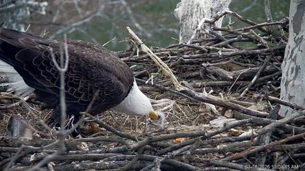 PA Farm Country Eagles Live Cams - Mar 18, 2026, 11:02am EDT