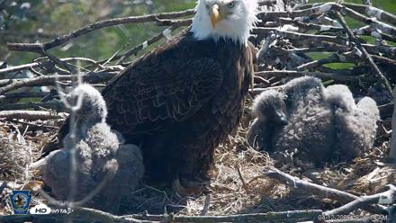 PA Farm Country Eagles Live Cams - Apr 12, 2026, 10:27am EDT