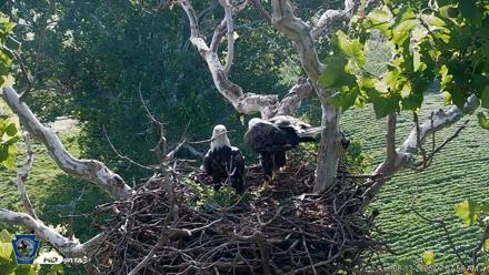 PA Farm Country Eagles Live Cams - Aug 13, 2026, 7:58am EDT