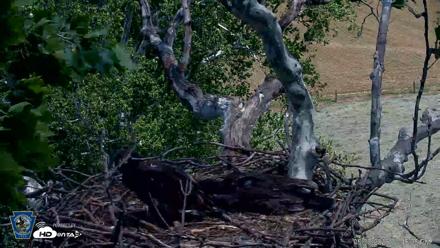 PA Farm Country Eagles Live Cams - May 30, 2026, 1:47pm EDT