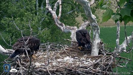 PA Farm Country Eagles Live Cams - May 26, 2026, 1:16pm EDT